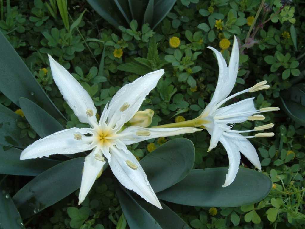 Pancratium illyricum / Giglio di Sardegna